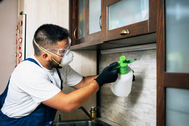 Best Flea Control Services  in Jackson, SC