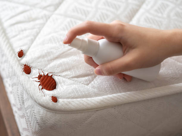 Best Spider Control Near Me  in Jackson, SC